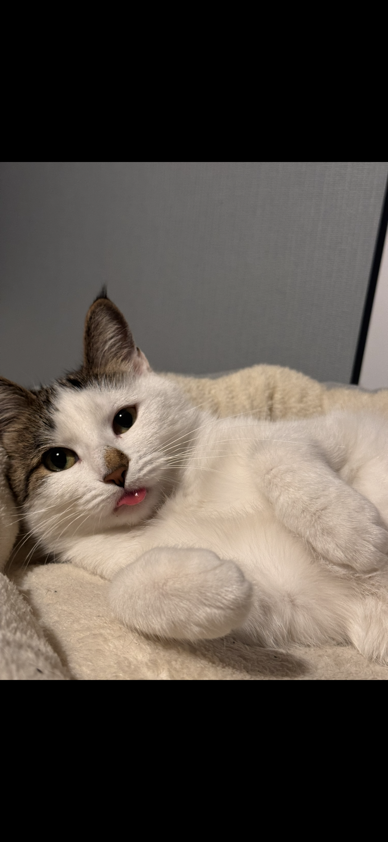 A small white and tabby cat on a cream blanket